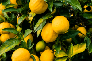  Fruits de citronnier