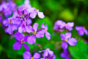 Hesperis matronalis