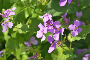 Hesperis matronalis