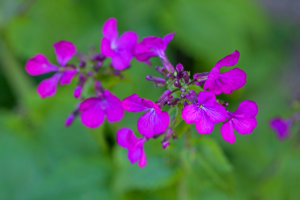 Lunaria annua