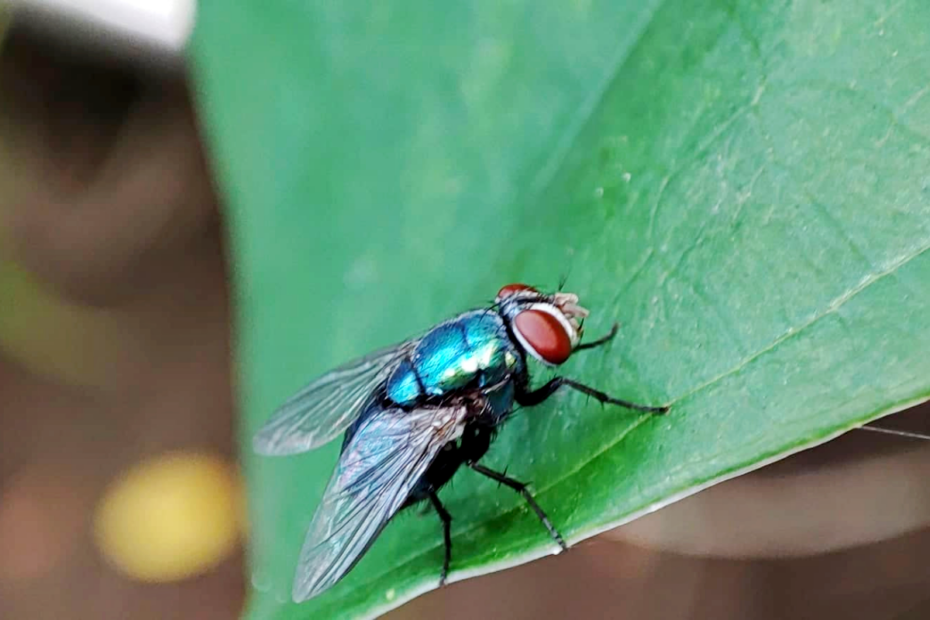 Mouche sur une plante