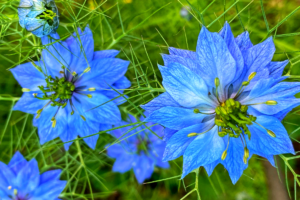 Nigella damascena