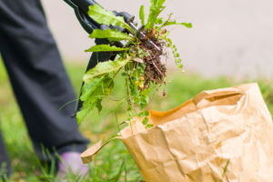 Retirer les mauvaises herbes