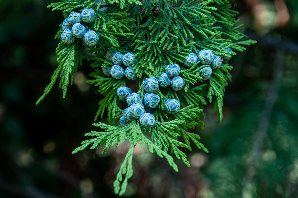 inconvénient du cyprès - 2