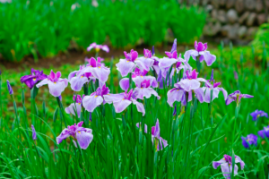 iris au jardin