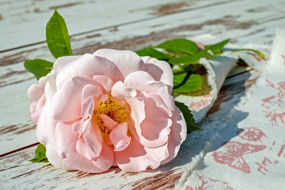 maladie des rosiers remède de grand-mère - IMG de garde