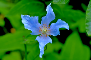 meconopsis betonicifolia