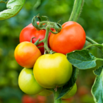 plante de tomate