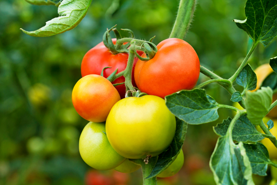 plante de tomate