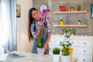 Orchidée en pot