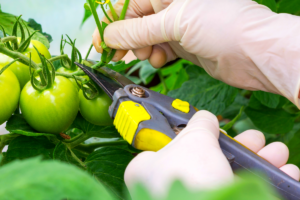 tailler plant de tomate