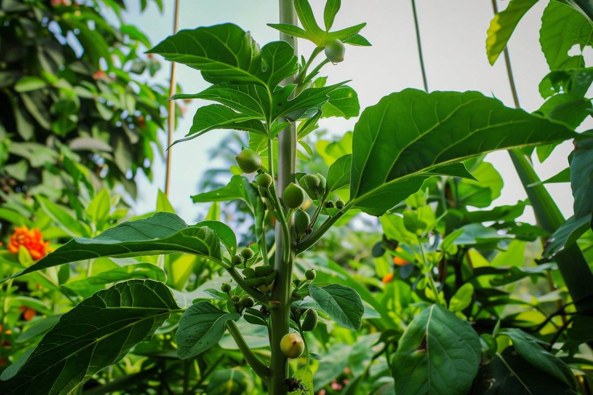 Astuces pour accélérer la maturation de vos tomates en juillet et garantir une récolte continue tout l'été