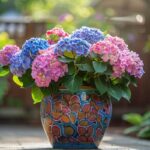 Nos conseils pour une floraison magnifique de votre hortensia en pot