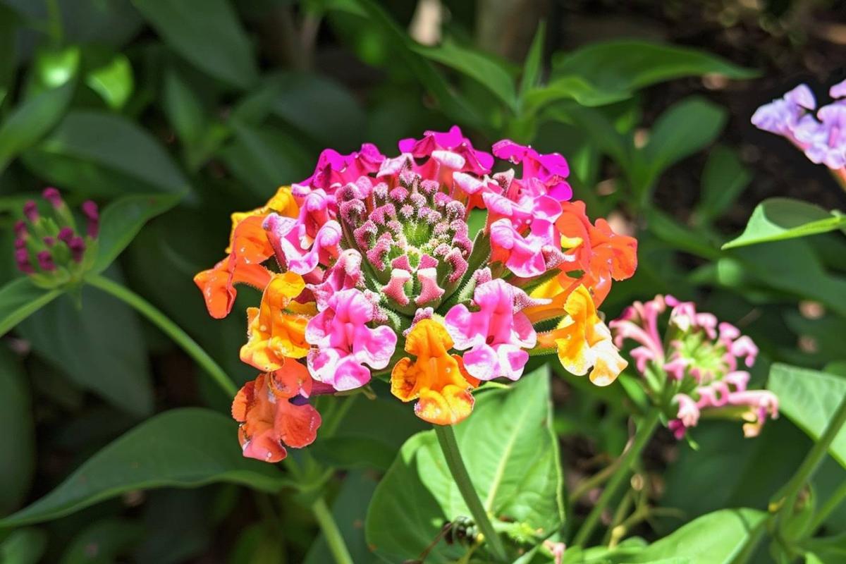 Découvrez cette fleur extraordinaire à planter dès le début du mois de juillet qui change de couleur toute seule et fleurit toute l'année