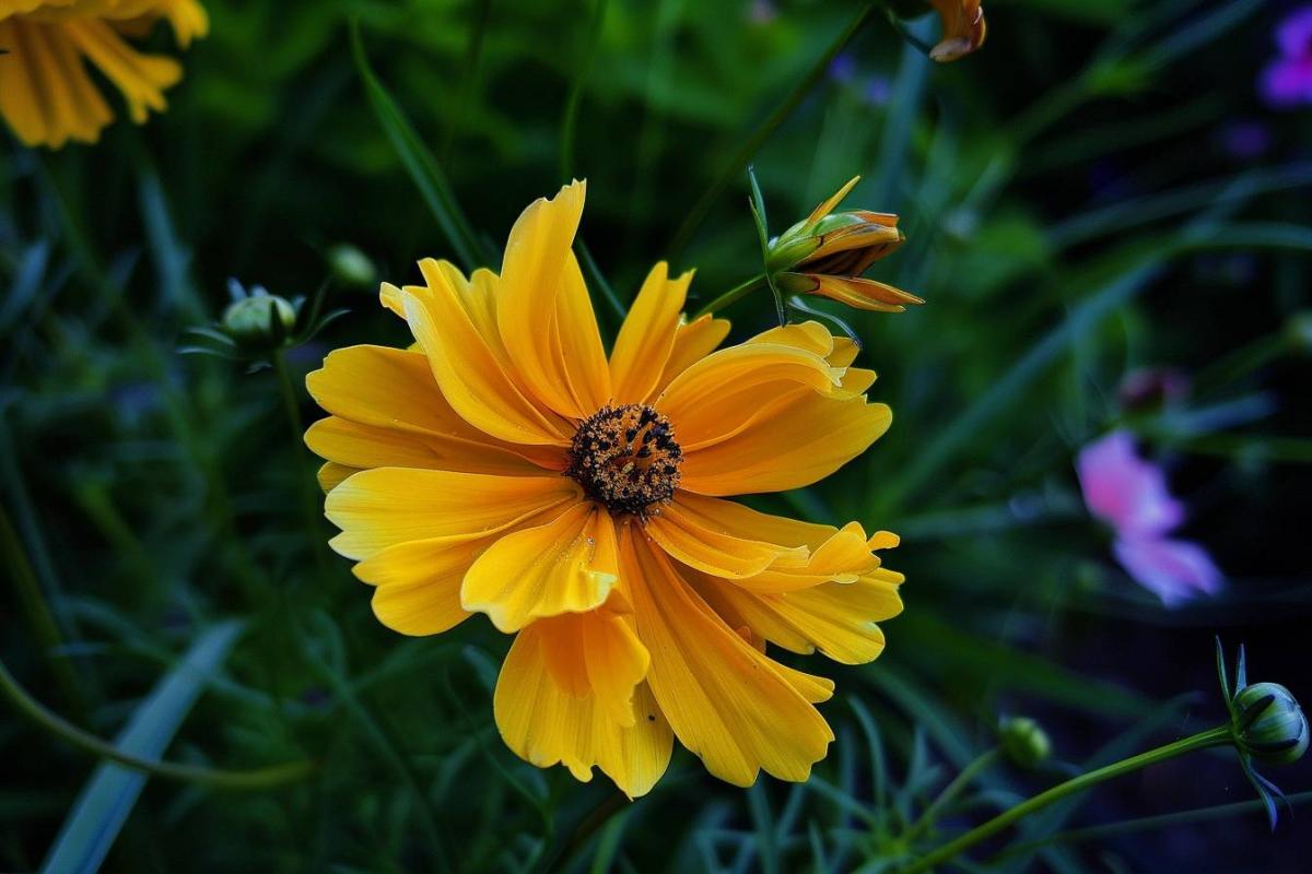 9 Fleurs vivaces parfaites pour une floraison longue et facile à entretenir