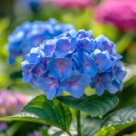 Ce type d'hortensia est unique par sa floraison continue de juin à septembre