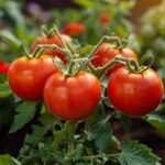 Quand arroser les tomates en juillet  : matinée ou soirée  ?