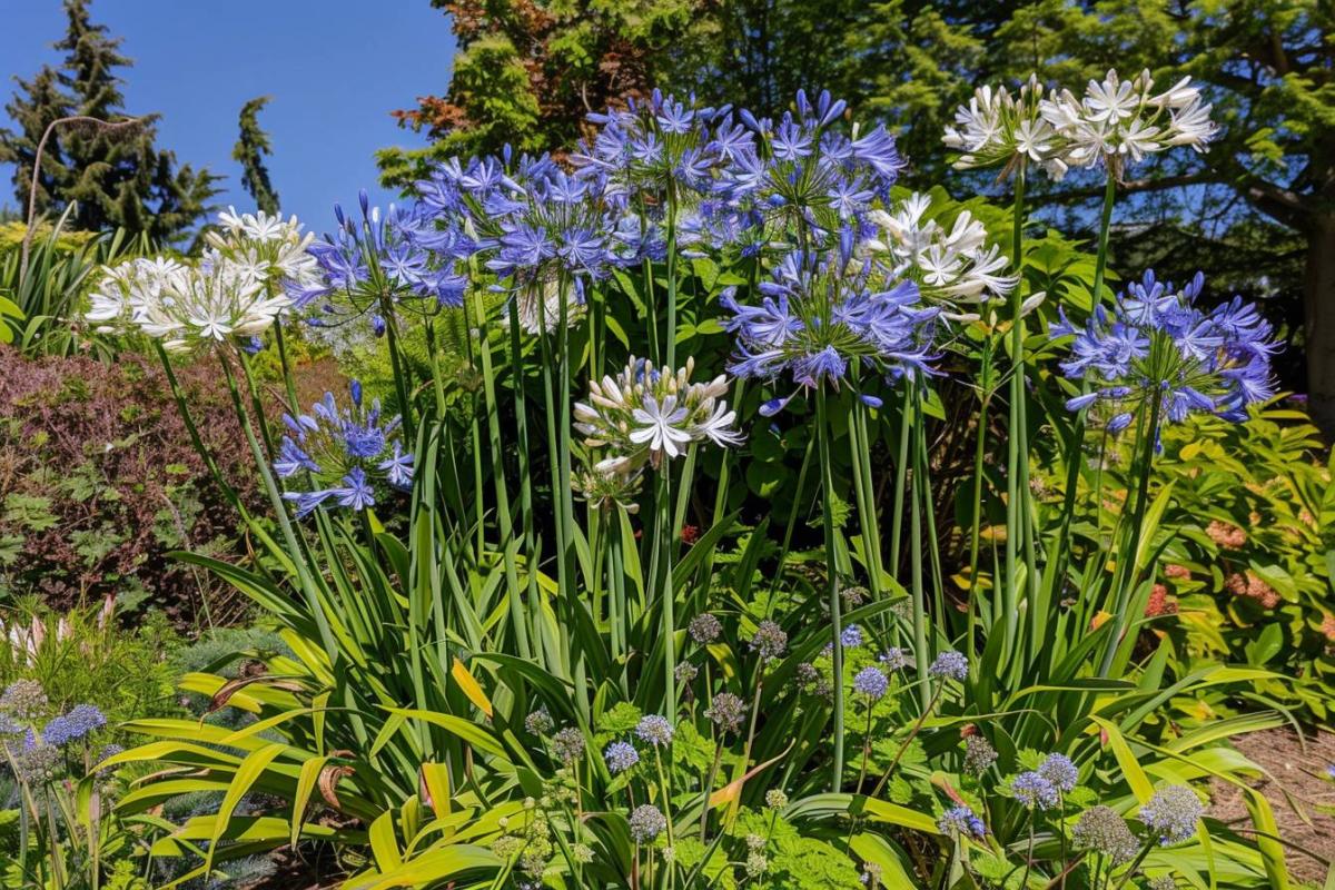 Quand et comment planter les agapanthes pour des résultats spectaculaires ?