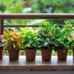 Les 9 plus belles plantes pour jardinières à l'ombre pour embellir balcon et fenêtres