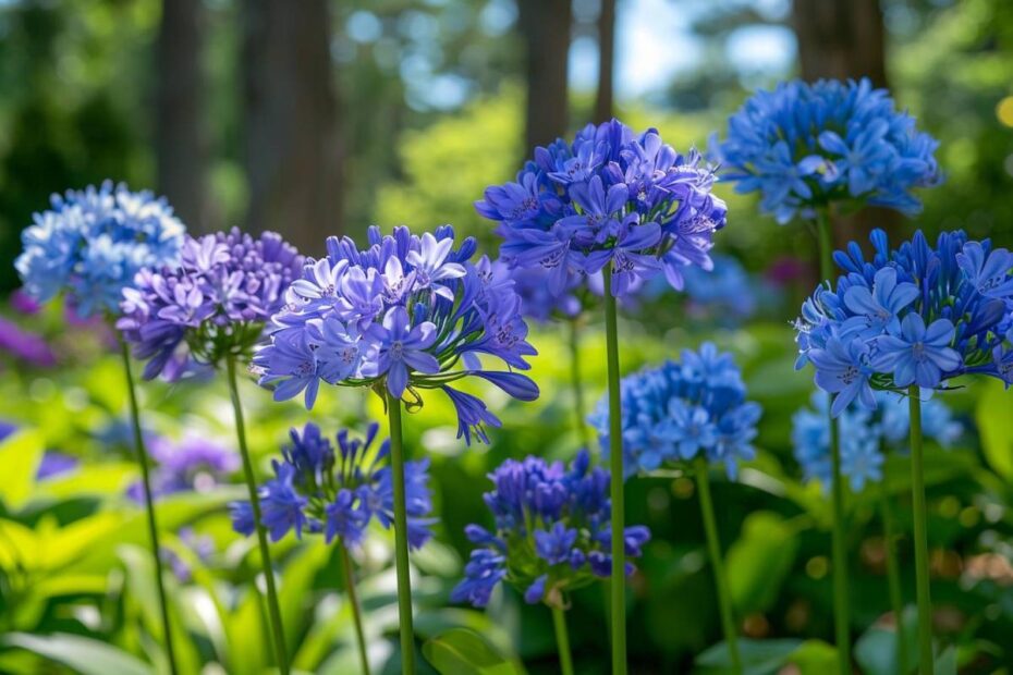 Trois gestes essentiels pour prolonger la floraison de vos agapanthes tout l'été