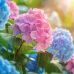 4 Solutions immédiates si vos hortensias touchent le sol