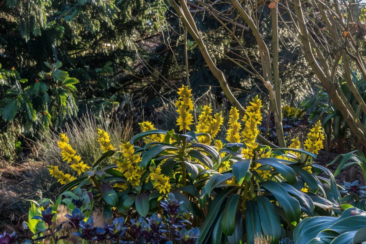 Le camélia d'hiver : joyau secret des jardins givrés