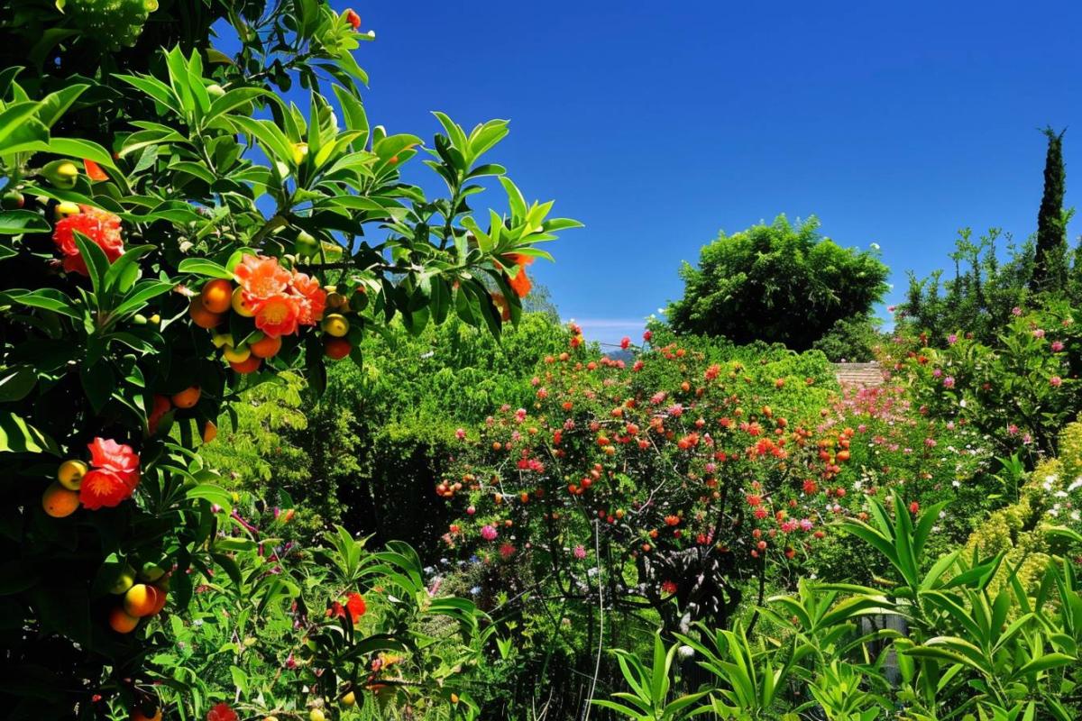 Pourquoi votre plante refuse-t-elle de fleurir ?