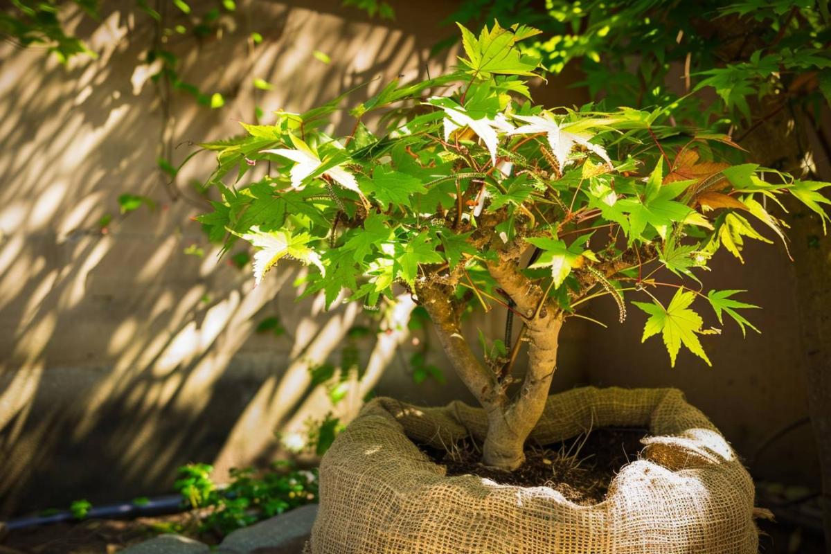 Comment protéger votre érable du Japon contre le froid hivernal