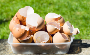 Coquilles d'oeufs