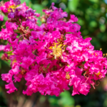 Lagerstromia or Indian lilac in bloom