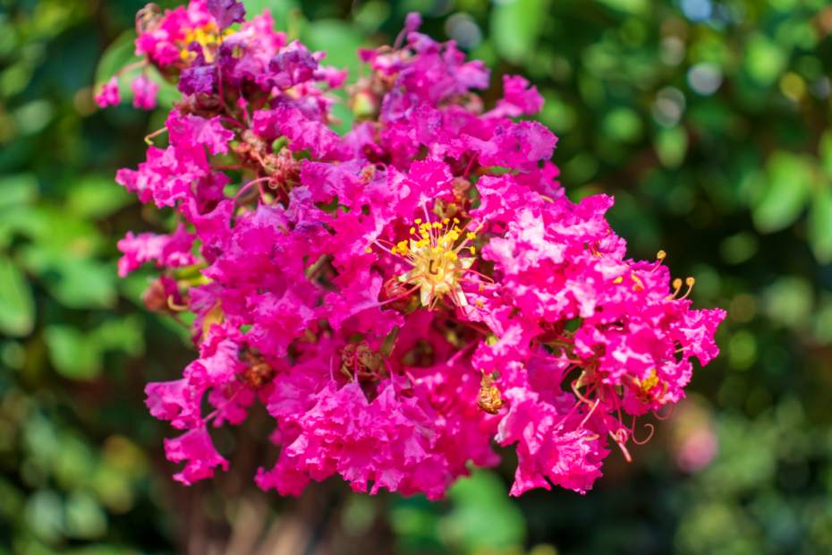 Lagerstromia or Indian lilac in bloom