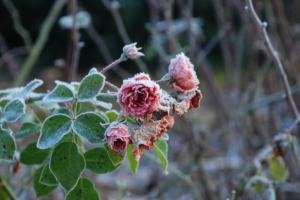 Les dangers hivernaux pour les rosiers