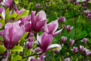 magnolias