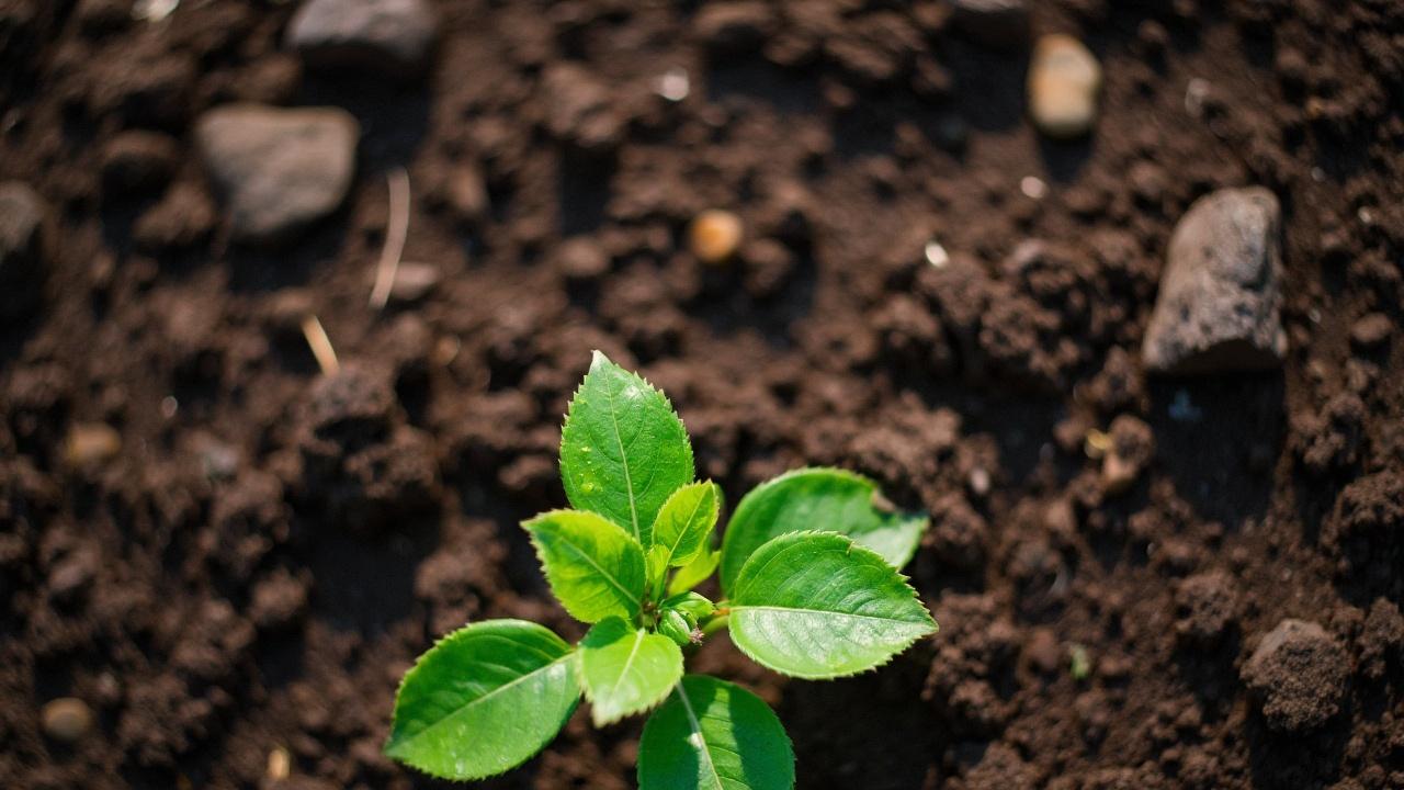 Protéger son bougainvillier du froid : astuces d'arrosage et d'hivernage