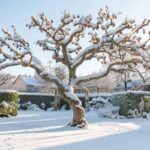 Quels arbres ne pas tailler pendant la saison froide