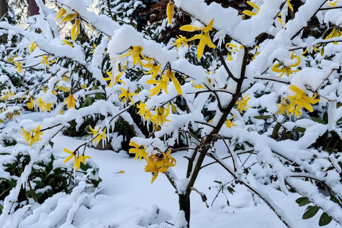 Quels arbres ne pas tailler pendant la saison froide