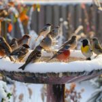 Nourrir les oiseaux en hiver : bienfaits et précautions à connaître