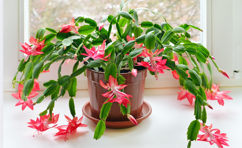 Ce que ma grand-mère fait pour obtenir des fleurs éclatantes sur son cactus de Noël à chaque saison