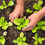 planter des légumes