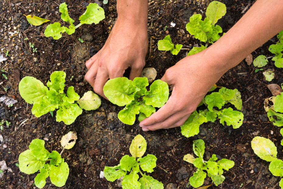 planter des légumes