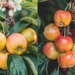 Astuces pour préserver vos arbres fruitiers des gelées printanières