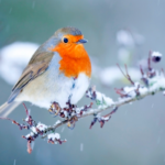 rouges-gorges en hiver