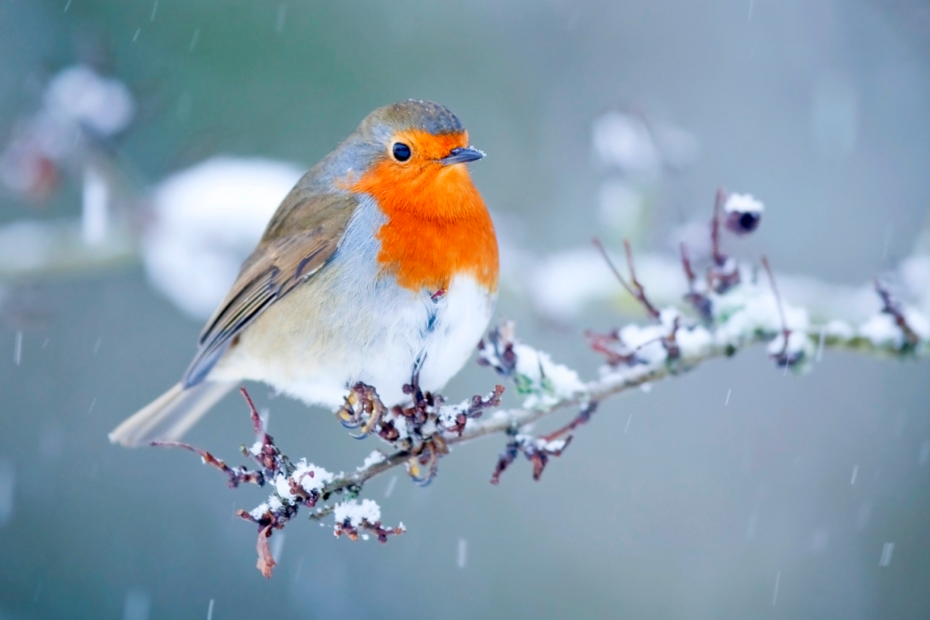 rouges-gorges en hiver