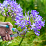 taille des agapanthes