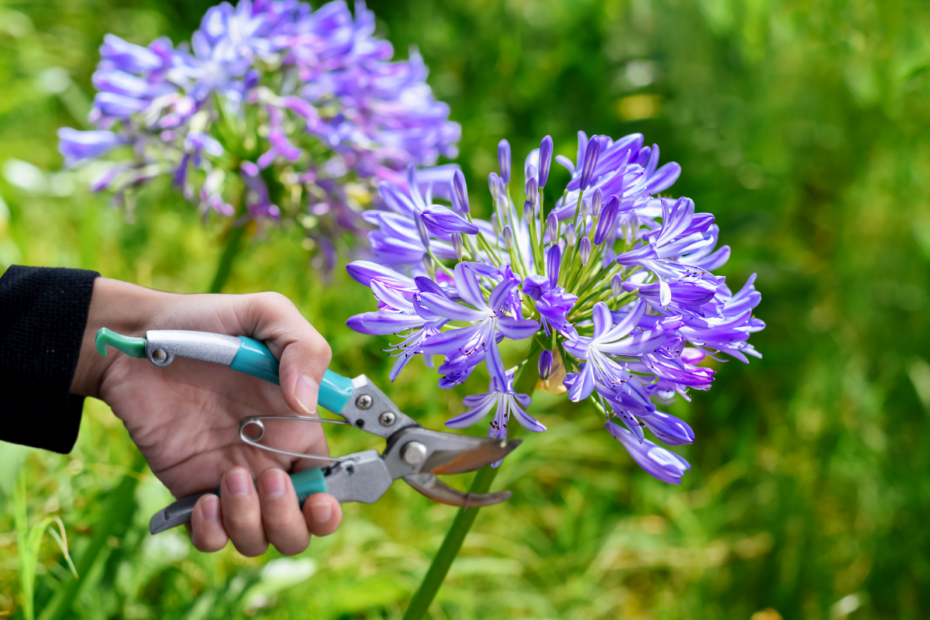 taille des agapanthes