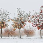 La taille hivernale : clé d'une récolte abondante pour 4 arbres fruitiers