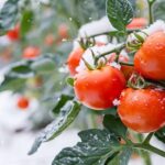 Cultiver des tomates en hiver : astuces pour une récolte de Noël