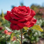 Le secret insoupçonné pour des roses éclatantes