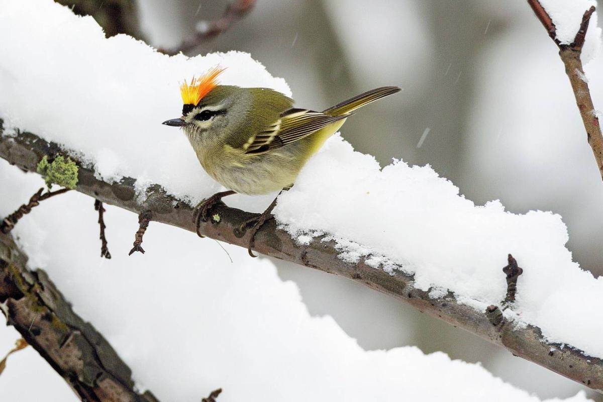 Le canari illumine nos journées hivernales