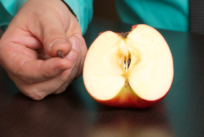 La germination d'un pépin de pomme